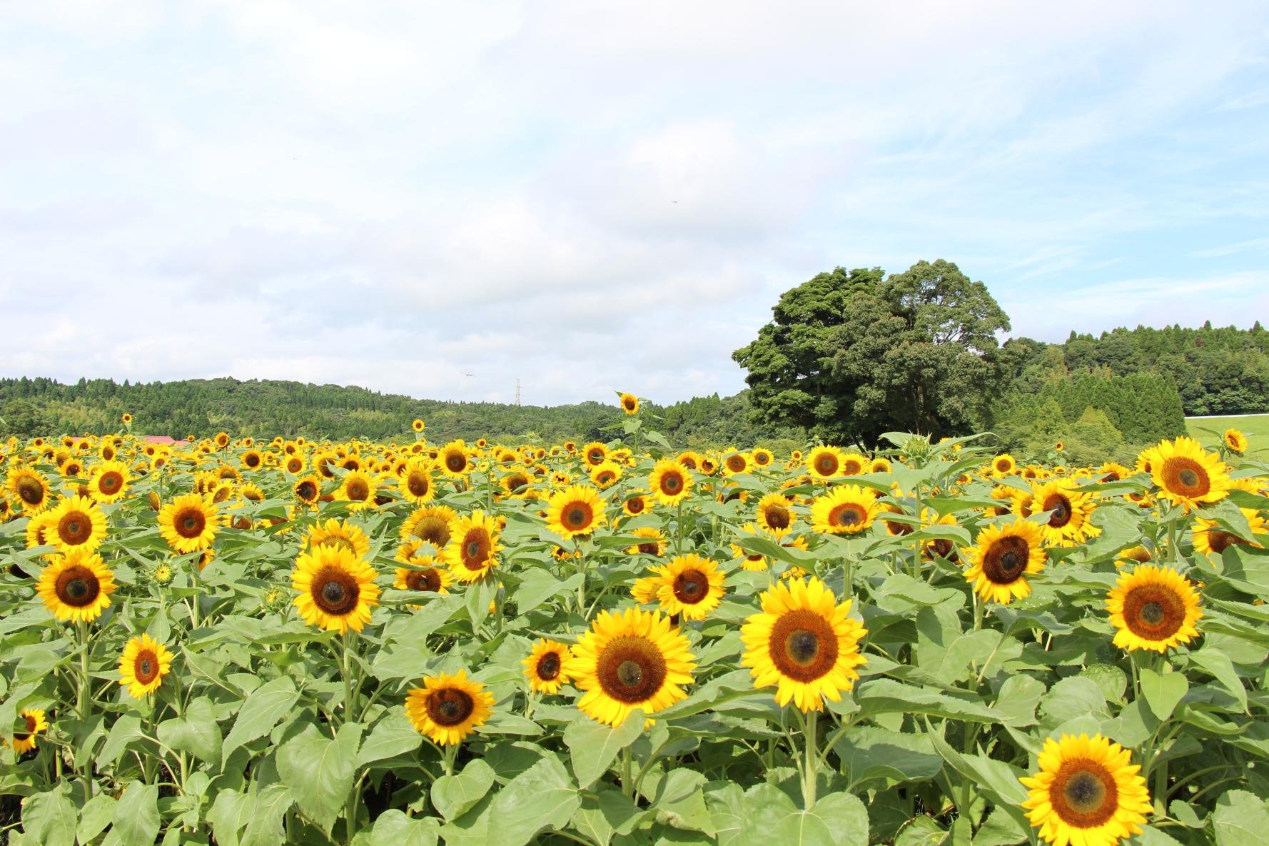 🌸 가고시마 도시농업센터(가고시마 토시노교센타) 이미지 2